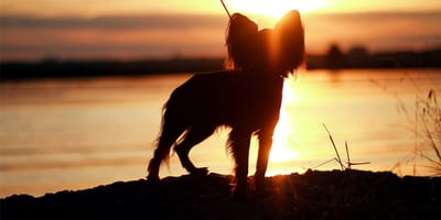 Hund im Sonnenuntergang am Meer.