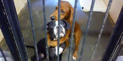 Zwei Hunde umarmen sich