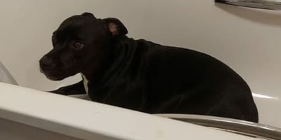 Heartbreaking video of dog in distress shows why owners hate fireworks