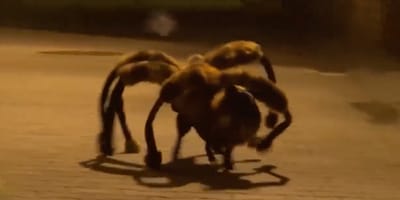 Riesiges Spinnennetz und schwarzer Fleck am Boden