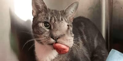 Katze mit Tumor