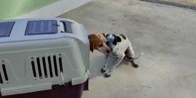 reencuentro dos perras abandonadas