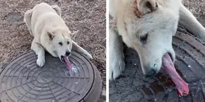 Zunge des Hunde klebt am Gully