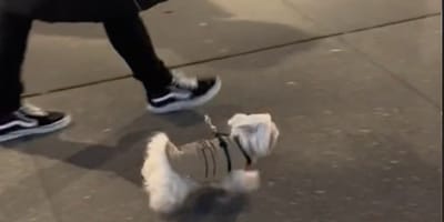 Un chien dans la rue