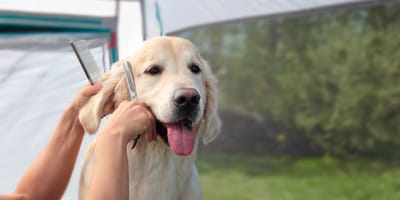 Golden Retriever reagiert auf Haarschnitt.