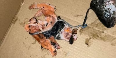 Fischreste in einem Pappkarton