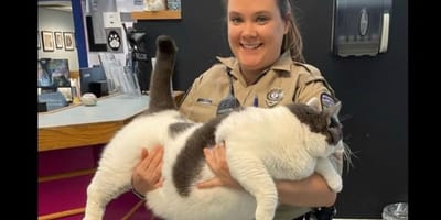 gato más gordo del mundo