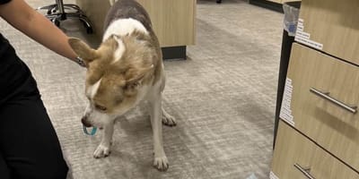 Hund Stoffspielzeug ausgekotzt