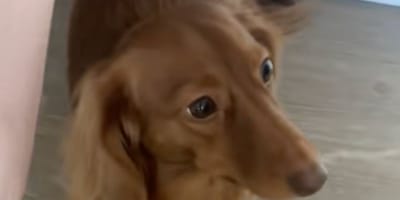 Chien Teckel