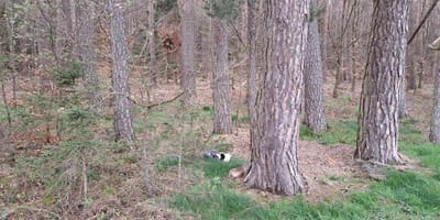 abandono animal gatitos