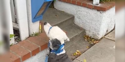 Ein Hund starrt auf eine blaue Kiste und will nicht weitergehen: Der Grund rührte 6 Millionen Menschen