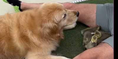 Le Golden Retriever s'approche de trois bébés oies : il a une réaction stupéfiante (Vidéo)