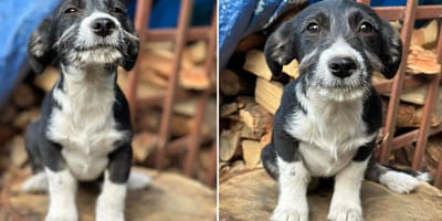 Biedronka. Rezolutna kobieta z wąsem poszukuje swojego domu