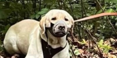 Labrador mit zugeklebter Schnauze ausgesetzt