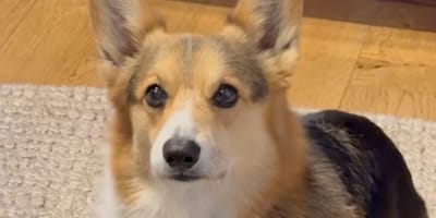 Son chien se met à boiter soudainement, ce que révèle le vétérinaire la prend de court