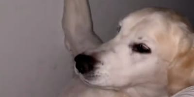 Frauchen hört nachts seltsame Geräusche und entdeckt ihren Hund an einem ungewöhnlichen Ort eingeklemmt (Video)