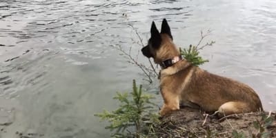 Frau bei Gassirunde am Fluss: Mit einem Biss an ihrer Schulter beginnt ein Albtraum