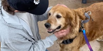 Un vieux Golden Retriever arrive au refuge : la raison de son abandon va vous faire hurler