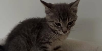 « C’est un écureuil ou un autre animal » : elle remarque une boule de poils et se dépêche d’agir