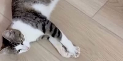 Un quartier se mobilise pour venir en aide à une chatte sur le point de mettre bas