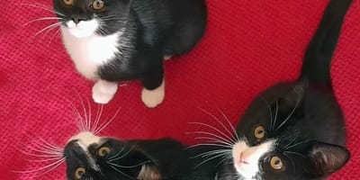 Abandonnés dans le jardin d’une dame âgée, ces 3 chatons ne demandaient qu'une petite chose
