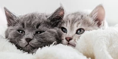 Journée internationale du chat : 6 faits surprenants à connaître sur nos compagnons félins
