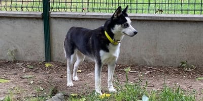 cane Pomsky