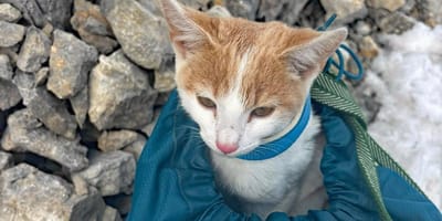 „There is a Cat": Hüttenwirt traut seinen Augen nicht, was er auf 3.000 Metern findet