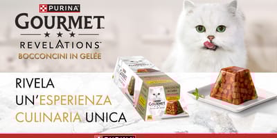 Gatto bianco si lecca i baffi davanti alla piramide di GOURMET™ REVELATIONS™ Bocconcini in Gelée