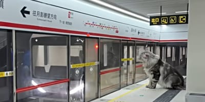 Verrückt oder genial? Was dieser Mann für seine Katzen baut, macht jeden sprachlos