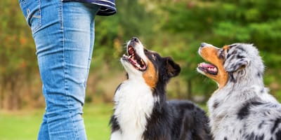 Hundetrainerin entlarvt: Dieses Kommando ist kompletter Unsinn - und alle üben es!