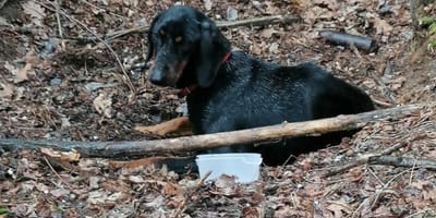 Perro atado a un arbol