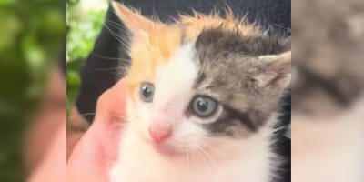 Couple visit wedding venue and leave with unexpected new family member