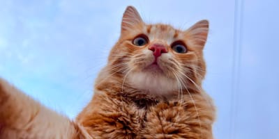 Un chat roux qui pose pour un selfie