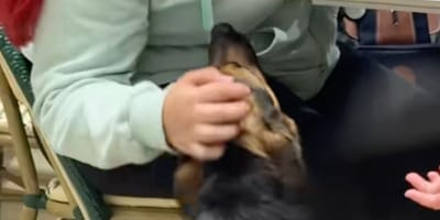 « Elles ont gagné une place au paradis » : elle assiste à une scène qui va offrir une seconde chance à un chien