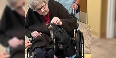 Mysterious dog keeps breaking into nursing home until he finally finds his place
