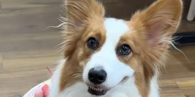 Corgy