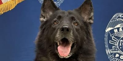 Black police dog