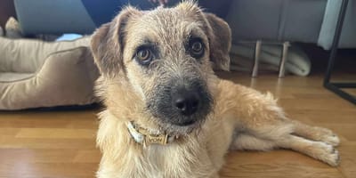 Ils l’ont appelée “la chienne” et l’ont abandonnée après 72 h : Cerise cherche sa vraie famille