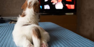 pies ogląda tv