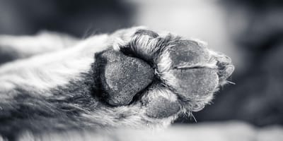 zampa di cane