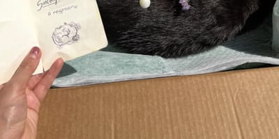 Une femme découvre un chat renversé par une voiture et fond en larmes devant le mot laissé à ses côtés