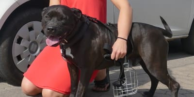 Vrouw stapt uit auto, knielt en doet iets waar iedereen eerder te laf voor was