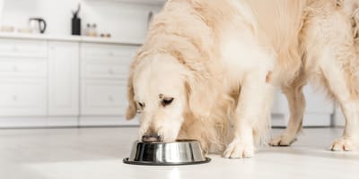 Alimentation du chien âgé