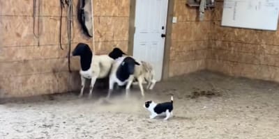Video shows two puppies taking their first steps as farm guardians
