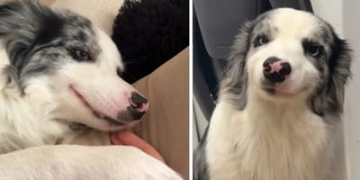 Border Collie-Hündin hat ein Geheimnis: Ihr Gesicht verrät, dass sie nicht von dieser Welt ist