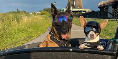 À vélo avec ses deux chiens, Olivia traverse la France pour offrir une seconde chance aux oubliés (Diapo)