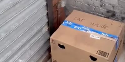 Cardboard box hidden behind bins: inside it, a trembling creature waits for rescue