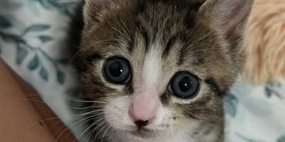 Tiny kitten arrives in foster home: carer finds an ingenious way to help him thrive