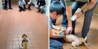 13 Monate des Wartens haben sich gelohnt: Familie glaubte nicht mehr an ein Wiedersehen (Video)